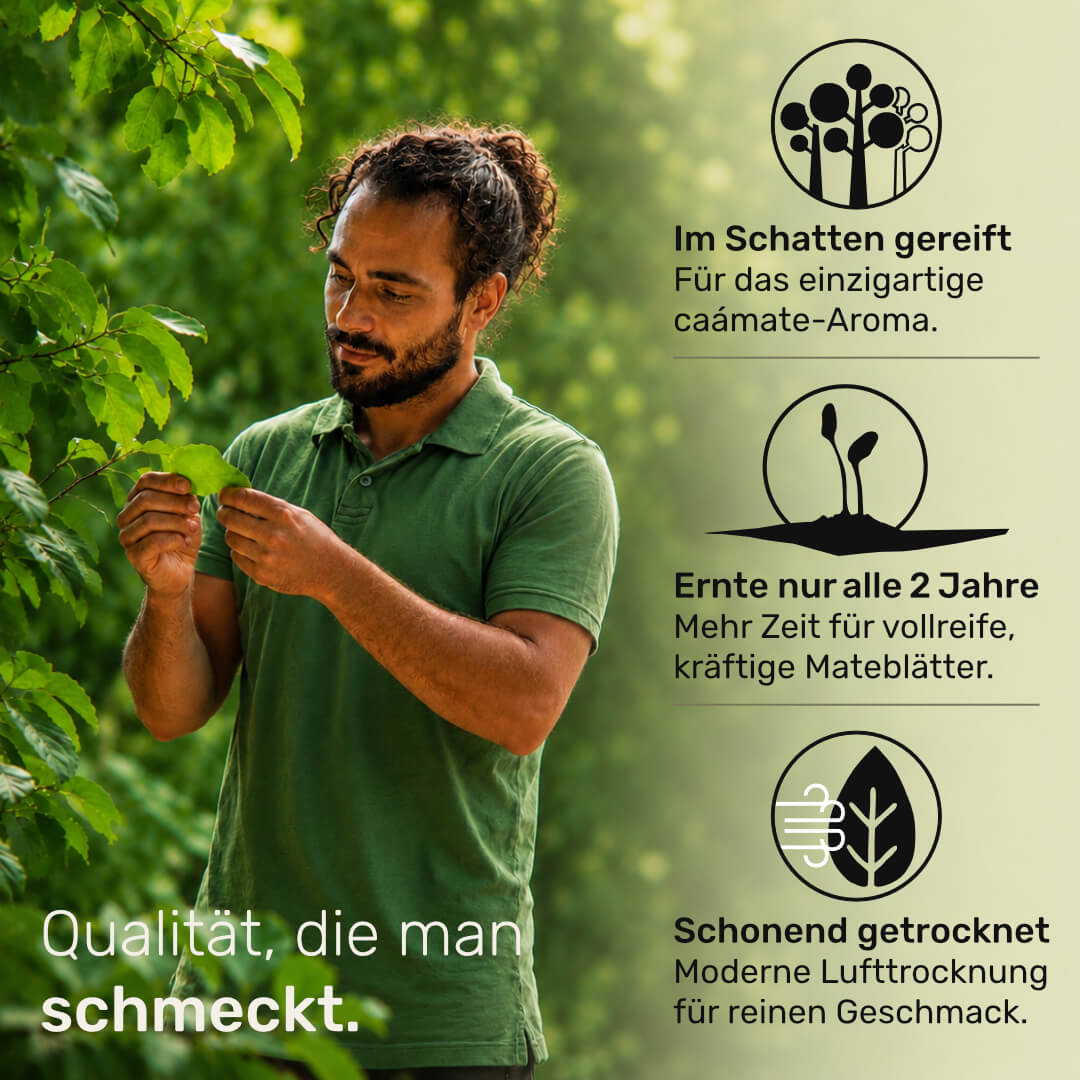Qualitätskontrolle der Mate im Mate-Wald